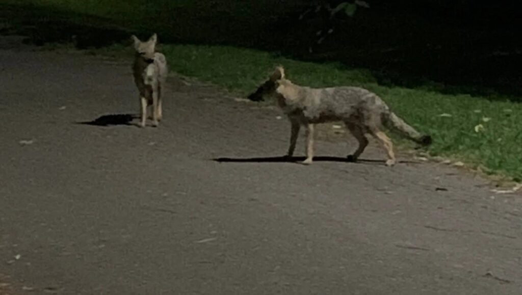 Preocupación en Canning por la aparición de una manada de zorros que ya atacó a varios&nbsp;animales