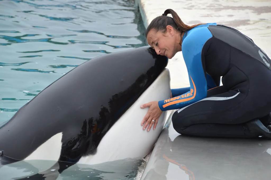 Murió Kshamenk, la orca de Mundo Marino que había sido rescatada tras un varamiento y conmovió a todo el&nbsp;país