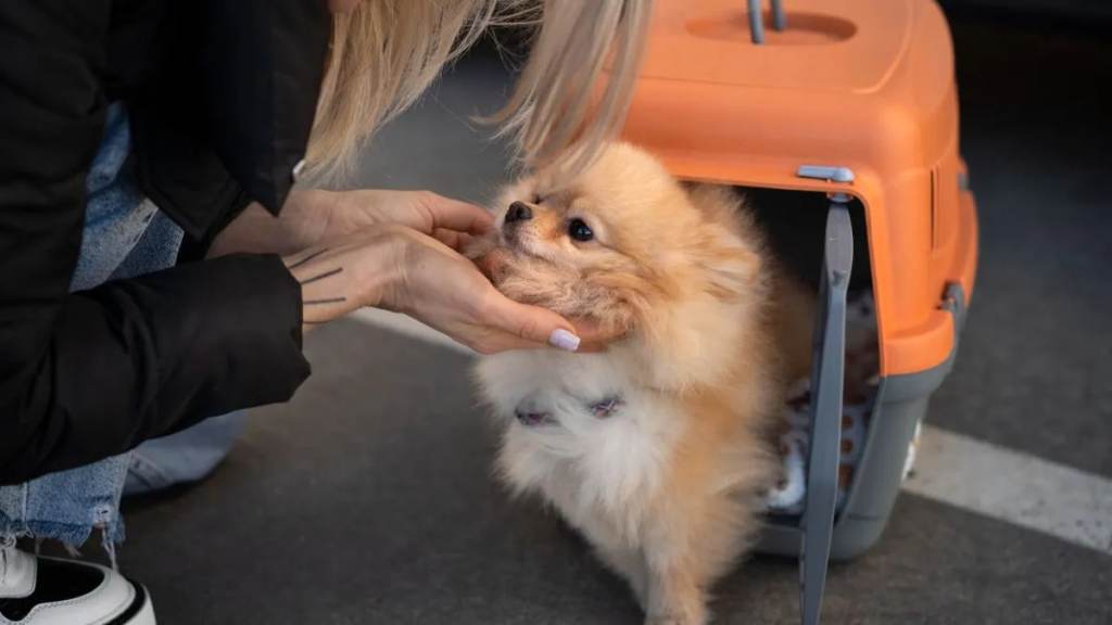 Viajar con mascotas en larga distancia ya es posible: qué cambia en trenes y&nbsp;colectivos