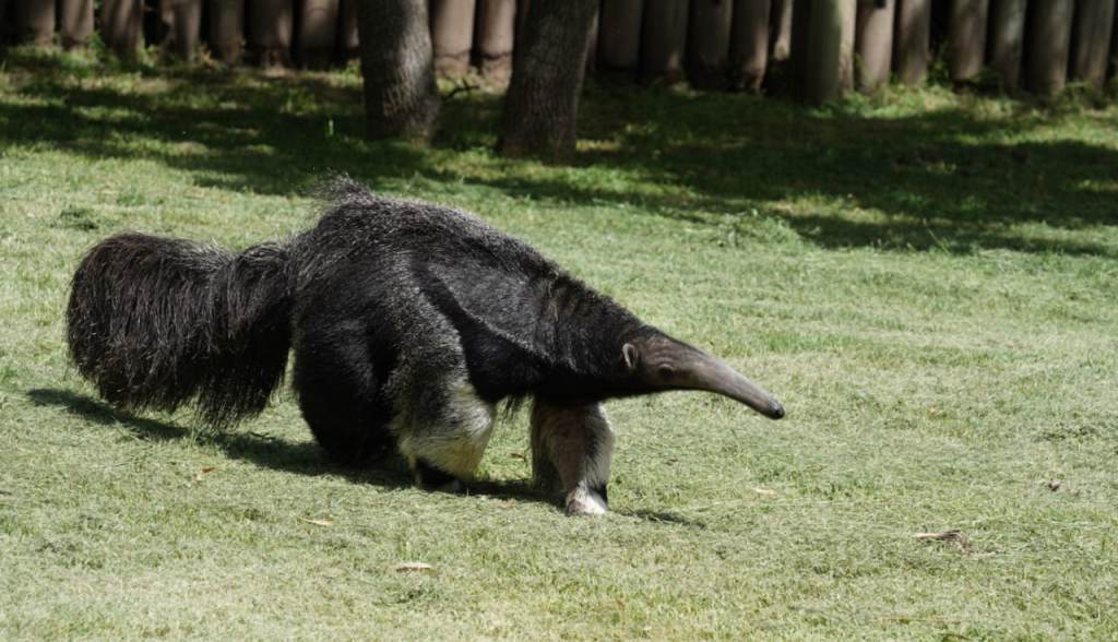 Un oso hormiguero huérfano fue adoptado tras confirmarse que no puede sobrevivir en&nbsp;libertad