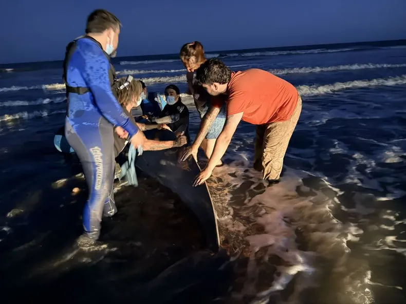 Un raro zifio varó en la costa bonaerense y especialistas investigan las&nbsp;causas